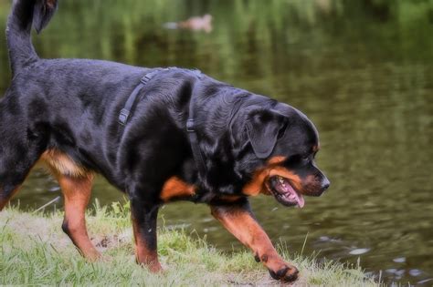 rottweiler price in india